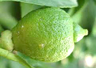 citri-3